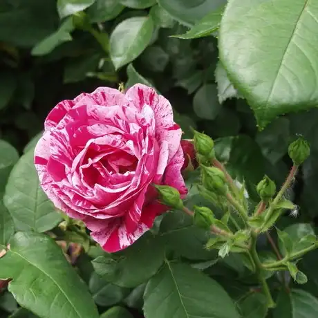 Rosa Ferdinand Pichard - alb - roșu - trandafir perpetual hibrid